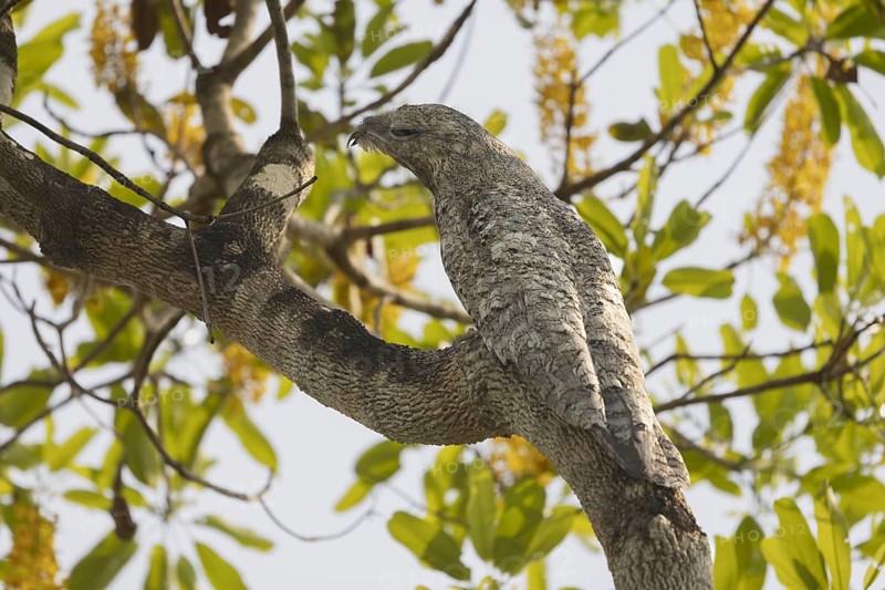 Giant day dormouse (Nyctibius grandis), also known as giant swallower or giant urutau, hidden in a tree, Pantanal, Brazil, South America