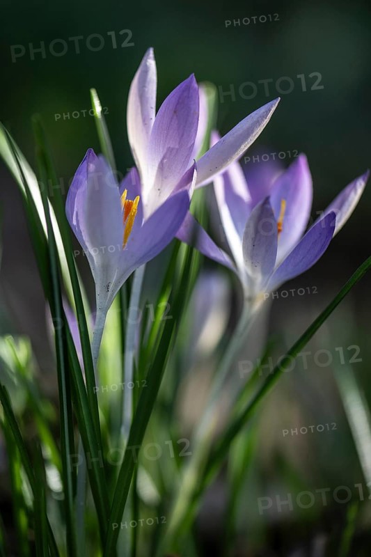 Elfin crocus (Crocus tommasianus), Emsland, Lower Saxony, Germany, Europe