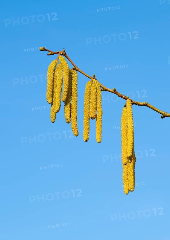 Common hazel (Corylus avellana) also known as hazel bush or hazelnut bush, male, yellow inflorescences, catkins, blue sky, Lower Saxony, Germany, Europe