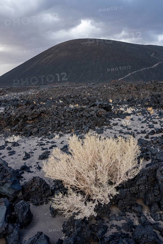 A shrub grows in front of a gloomy volcanic landscape with a gigantic hill, Argentina, volcanoes, lava field, Antofagasta, South America