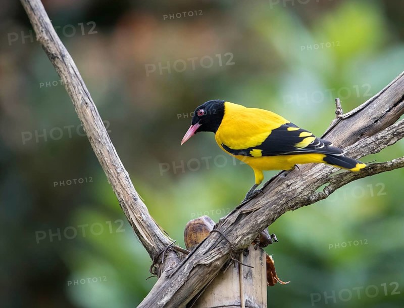 Black-headed oriole (Eurasian Golden Oriole xanthornus), Kaeng Krachan National Park, Thailand, Asia