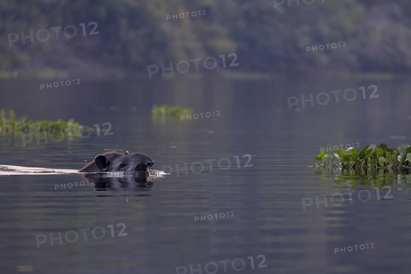 Lowland tapir (Tapirus terrestris), swimming in the river, Rio Claro, Pantanal, Brazil, South America