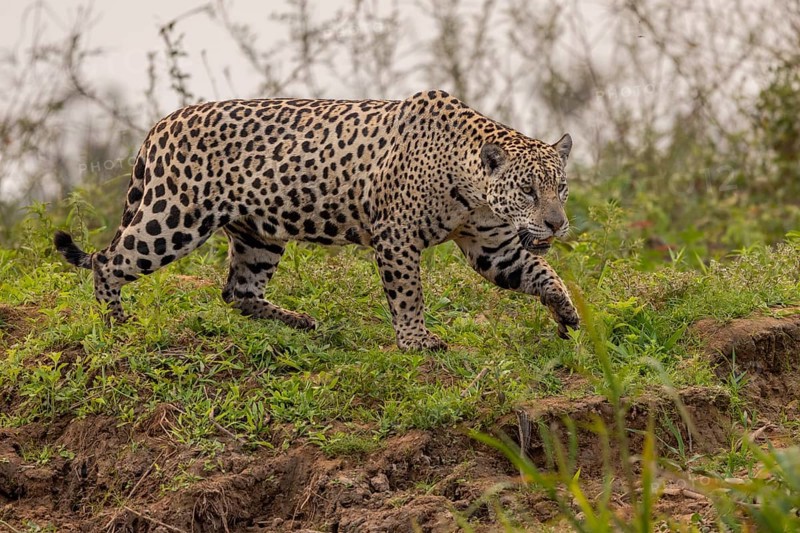 Jaguar (Panthera onca), upper edge of steep bank, Pantanal, Brazil, South America