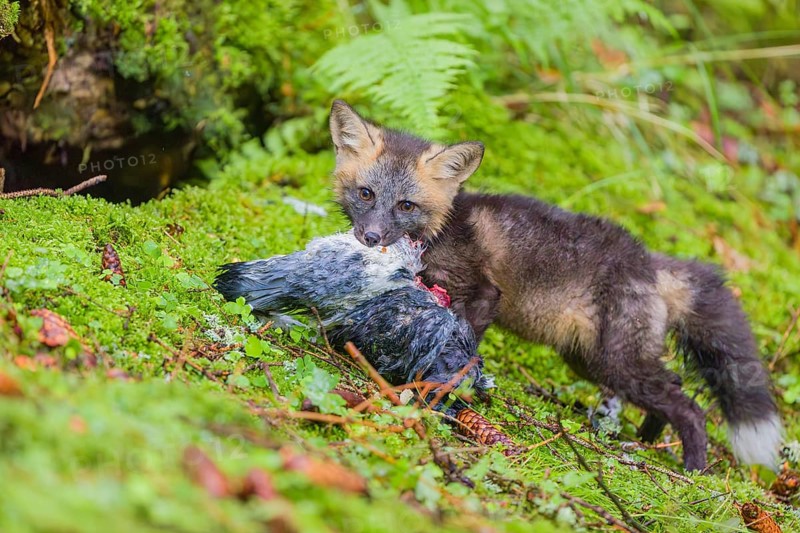 One young silver fox (Vulpes vulpes) eating a dove close to its den on the mossy forest floor