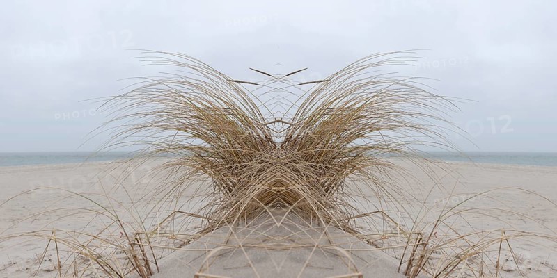 Mirrored picture, beach grass (Ammophila arenaria) on Sylt North Sea beach, Sylt, Hoernum, Nordfriesland, Schleswig-Holstein, Germany | Mirrowed picture, beach grass, North Sea, Sylt, Schleswig-Holstein, Germany, Nordsestrand, Hoernum, Schleswig-Holstein, Germany, Europe