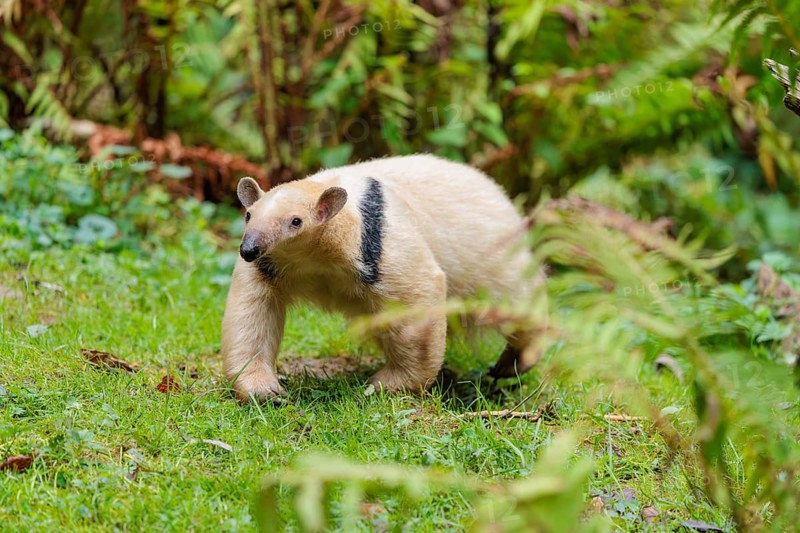 A southern tamandua (Tamandua tetradactyla), walks through the dense undergrowth of a forest