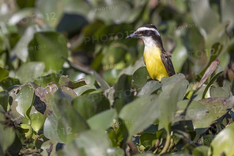 Sulphur-masked tyrant (Pitangus sulphuratus), on water hyacinths, Pantanal, Brazil, South America