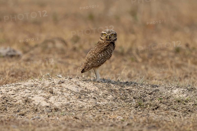 Burrowing owl (ninox connivens), at the burrow, Pantanal, Brazil, South America