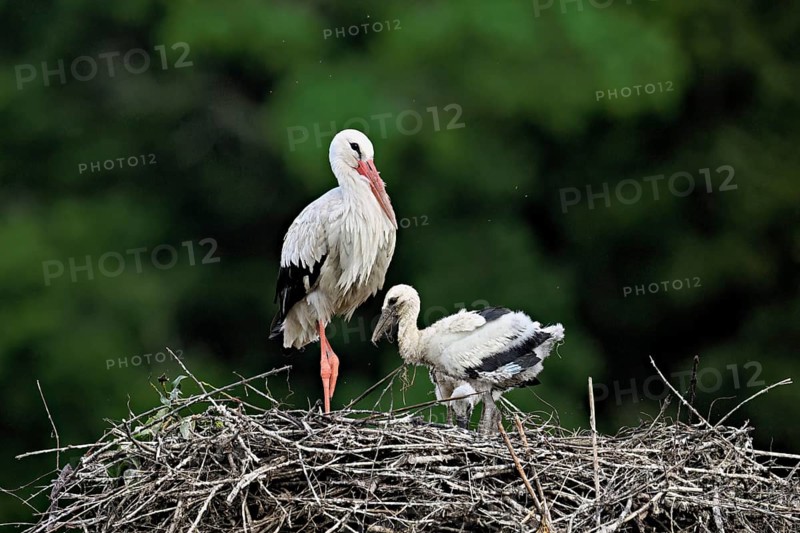 White stork (Ciconia ciconia), adult with chicks standing on eyrie, Canton Aargau, Switzerland, Europe