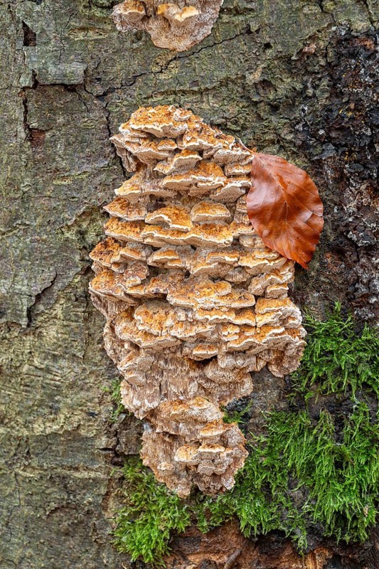Silvery Porecrust, Beech Silvery Porecrust (Inonotus nodulosus), fruiting body on the trunk of a copper beech (Fagus sylvatica), Hainich National Park, Thuringia, Germany, Europe