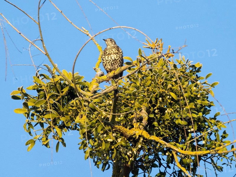 Mistle Thrush (Turdus viscivorus), adult bird perched on a tree branch, which is covered with a mistletoe plant, the thrush is feeding on the berries in wintertime, Hesse, Germany, Europe