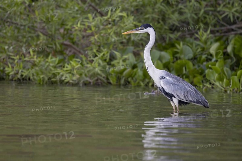 Cocoirei heron (Ardea cocoi), standing in the water, Rio Claro, Pantanal, Brazil, South America