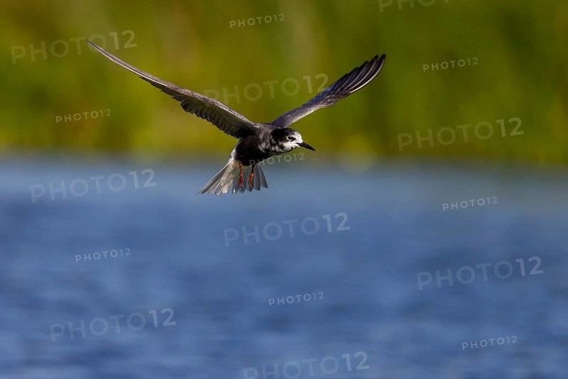 Black Tern (Chlidonias niger), in flight, Danube Delta, Romania, Europe