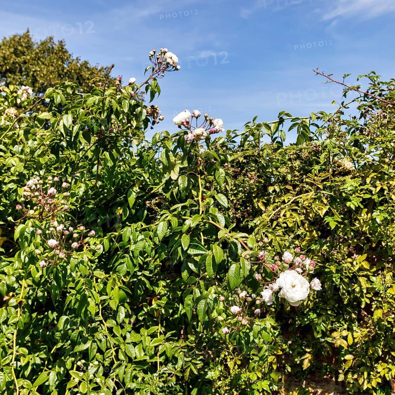 The White Garden, gardens, Cirrus, Sissinghurst Castle and Garden, Cranbrook, Kent, England, Great Britain
