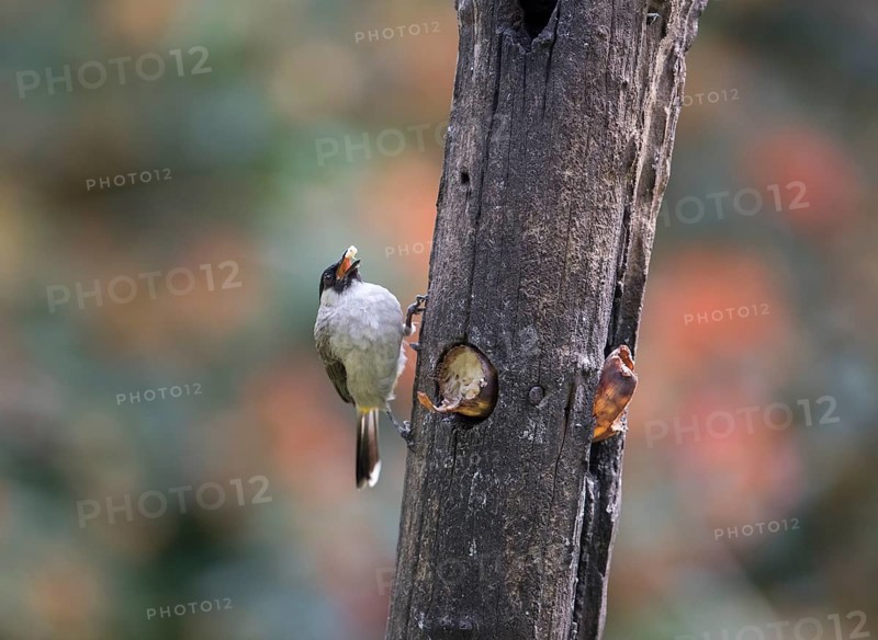 Sooty-crested Bulbul (Pycnonotus aurigaster), Phetchaburi, Kaeng Krachan National Park, Thailand, Asia