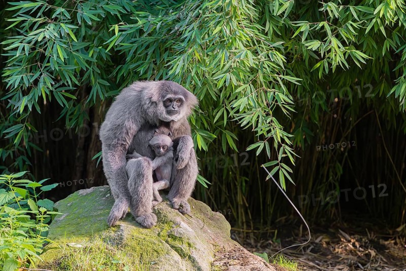 A female silver gibbon (Hylobates moloch) or Java gibbon sits with her baby in her arms on a rock in the forest