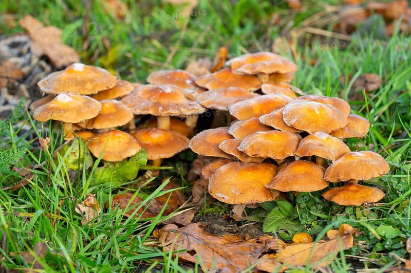 Stick sponge (Kuehneromyces mutabilis), fruiting body with hoarfrost, Thuringia, Germany, Europe