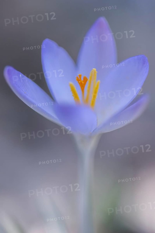 Elfin crocus (Crocus tommasianus), Emsland, Lower Saxony, Germany, Europe