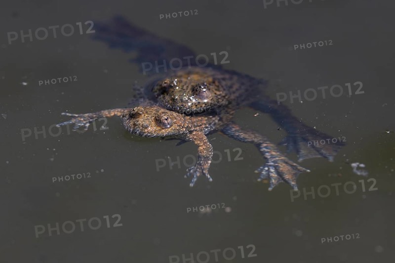 Yellow-bellied toad (Bombina variegata), pair, copulation, Lake Kerkini, Greece, Europe