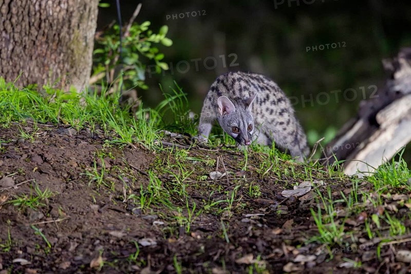 Small spotted genet (Genetta genetta), at night, on the ground, Andalusia, Spain, Europe