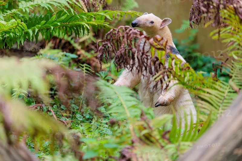 A southern tamandua (Tamandua tetradactyla), walks through the dense undergrowth of a forest