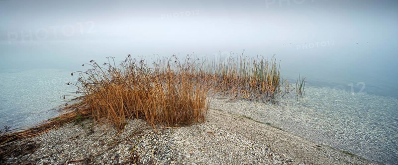 Foggy lake with pond rushes, clear water with pebbles, cloudy sky, Geiseltalsee, Saxony-Anhalt, Germany, Europe