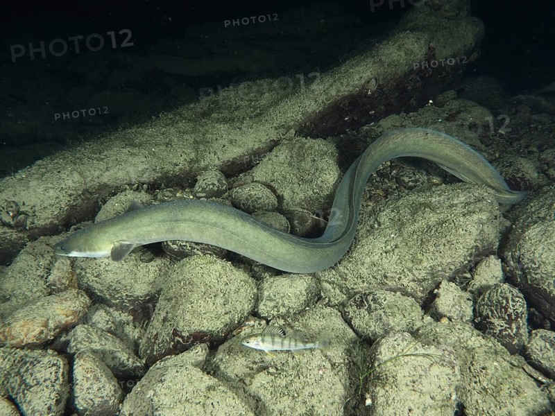 European eel (Anguilla anguilla) swimming over rocky bottom next to another fish, river perch (Perca fluviatilis), perch, Zollbrücke dive site, Rheinau, Canton Zurich, Rhine, High Rhine, Switzerland, Germany, Europe