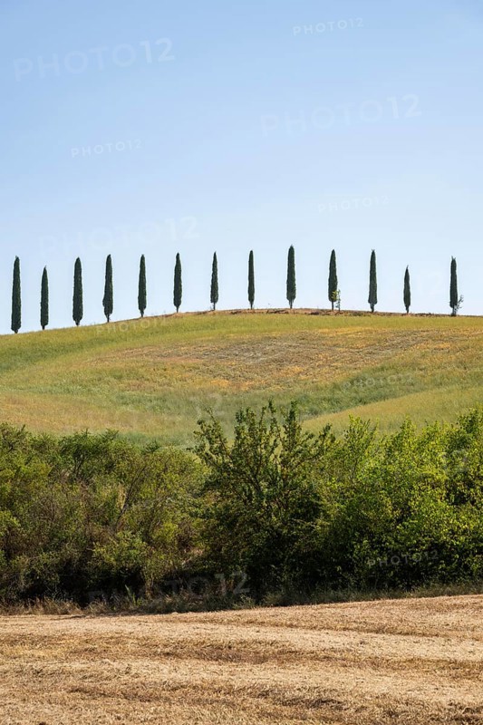 Cypress trees standing on top of a hill, Unesco world heritage site Crete Senesi, Italy, Europe