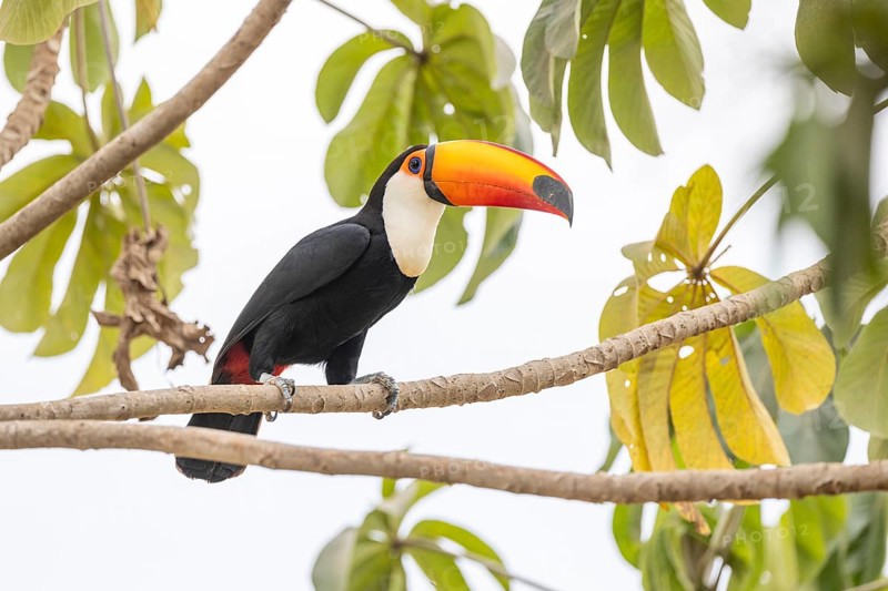 Giant toucan (Ramphastos toco), between leaves, Pantanal, Brazil, South America