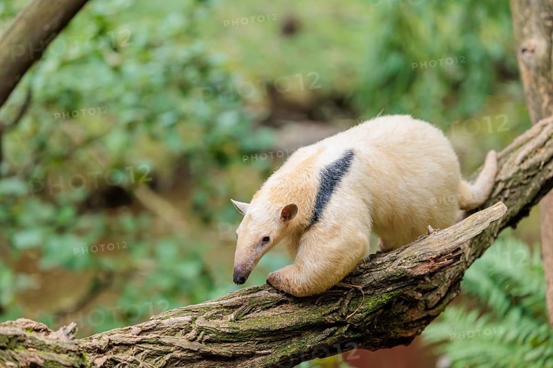 A southern tamandua (Tamandua tetradactyla), walks on a branch of a tree in a forest