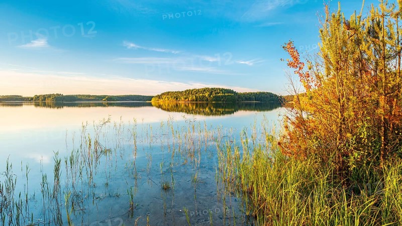 Lake Fürstensee with reeds in the evening light, Müritz National Park, Fürstensee, Mecklenburg-Western Pomerania, Germany, Europe