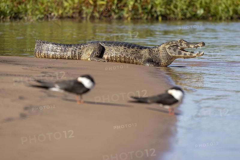 Spectacled caiman (Caiman yacare), with scissor beaks (Rynchops niger) lying on a sandbank by the river, Pantanal, Brazil, South America