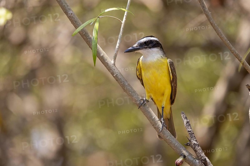 Sulphur-masked tyrant (Pitangus sulphuratus), on branch, Pantanal, Brazil, South America