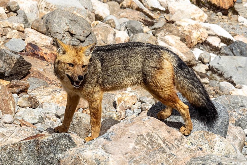 South American gray fox (Lycalopex griseus), Laguna de los Tres Trail, Mount Fitz Roy, El Chaltén, Santa Cruz Province, Argentina, South America