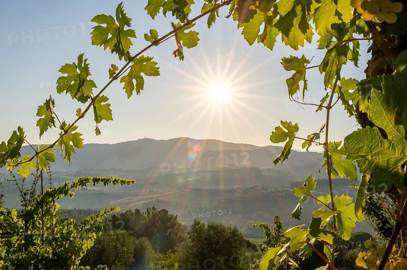 View through wine leafes into the tuscan landscape at sunrise, country estate with vineyards, forests, olive trees and cypresses in Chianti, Chianti Region, Tuscany, Italy, Europe