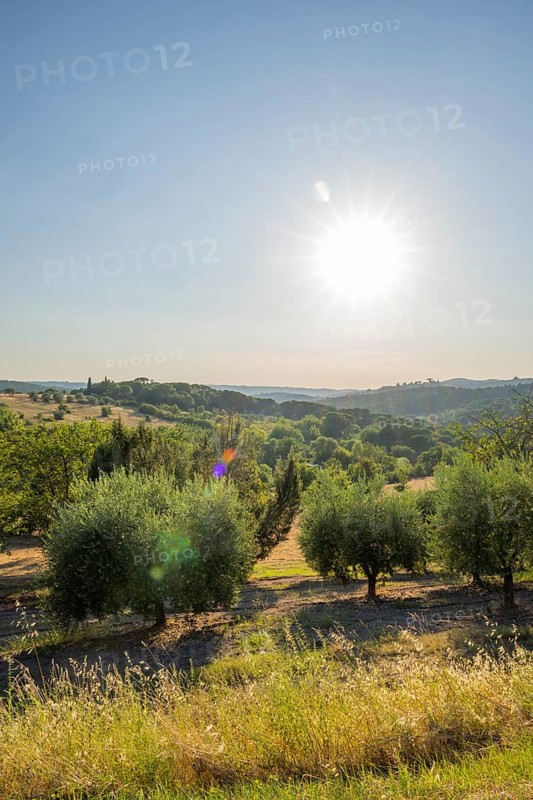 Tuscan landscape, country estate with, olive trees and forests in Chianti, Chianti Region, Tuscany, Italy, Europe