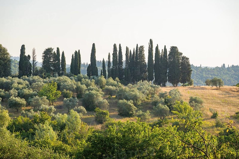 Tuscan landscape, country estate with, olive trees and cypresses in Chianti, Chianti Region, Tuscany, Italy, Europe