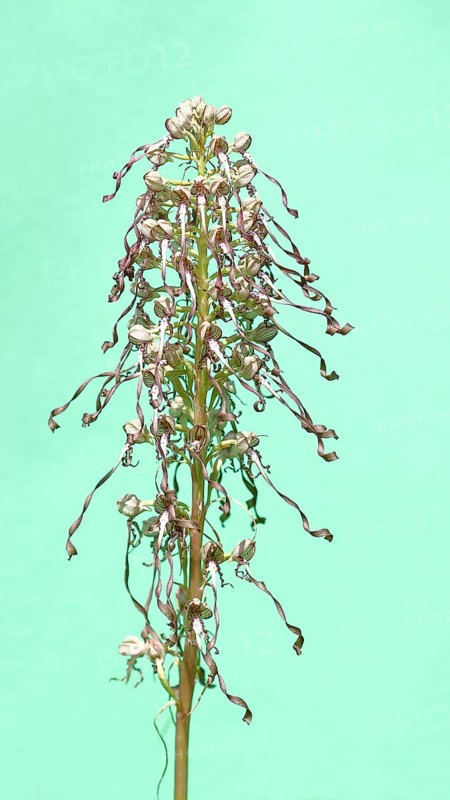 Himantoglossum hircinum, inflorescence against a light background, high key photo, North Rhine-Westphalia, Germany, Europe