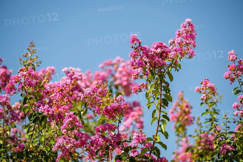 Blossom of a crepe myrtle (Lagerstroemia indica) in Chianti, Chianti Region, Tuscany, Italy, Europe