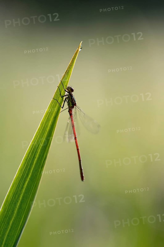 Large red damselfly (Phyrrhosoma nymphula), single, resting, backlit, Oberhausen, Ruhr area, North Rhine-Westphalia, Germany, Europe