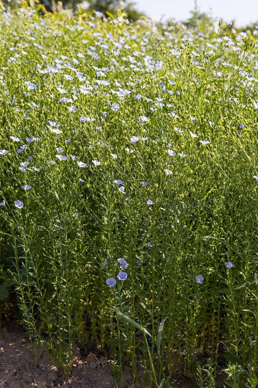 Flax field, flax (Linum) in bloom in a field near Hirschstein, Saxony, Germany, Europe