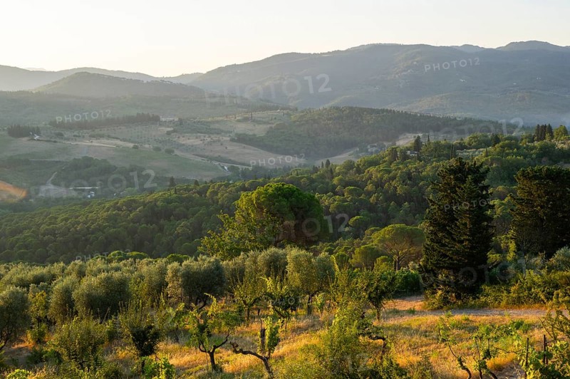 Tuscan landscape at sunrise, country estate with vineyards, forests amd olive trees in Chianti, Chianti Region, Tuscany, Italy, Europe