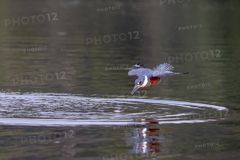 Red-breasted Kingfisher (Megaceryle torquata), flscht, Rio Claro, Pantanal, Brazil, South America