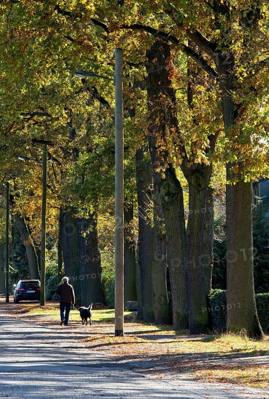 100-year-old oak trees on the west side, wooden lampposts