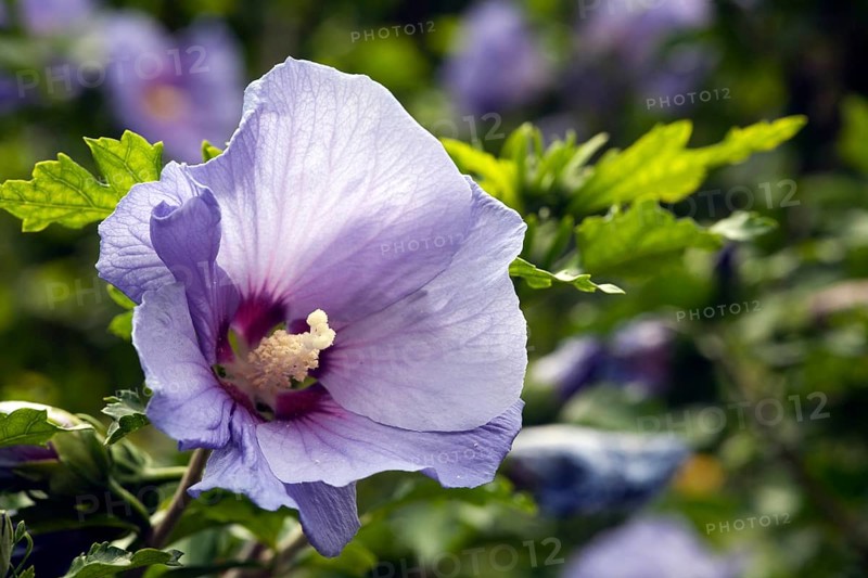 Built in 1912, house and garden by Karl Förster, hibiscus blossom