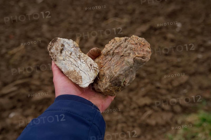 Hohenlohe flints, flint, rose garden, Heohenlohe, stone, fire making, geology, semi-precious stone, Germany, Europe