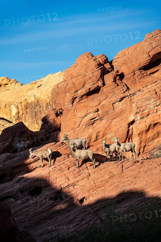 Bighorn Sheep (Ovis canadensis) at Rainbow Vista, Valley of Fire State Park, Nevada, USA, North America