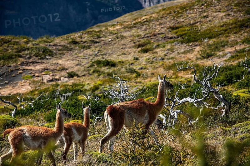 Guanaco herd at Lagunas Melizas, Torres del Paine National Park, Patagonia, Chile, South America