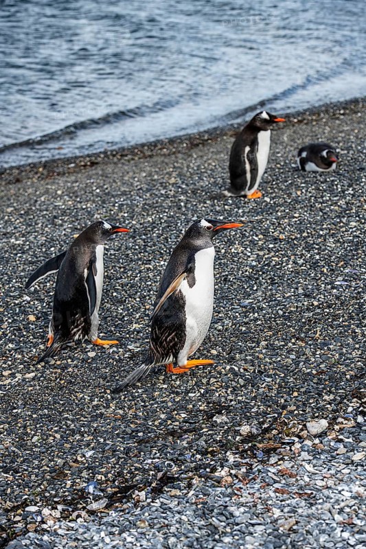 Gentoo penguins (Pygoscelis papua) on Martillon Island, Beagle Channel, Ushuaia, Argentina, South America