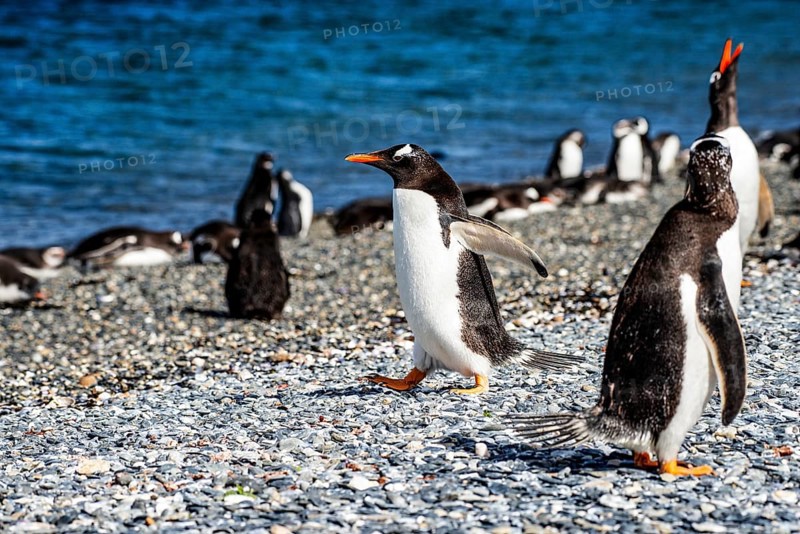 Gentoo penguins (Pygoscelis papua) on Martillon Island, Beagle Channel, Ushuaia, Argentina, South America